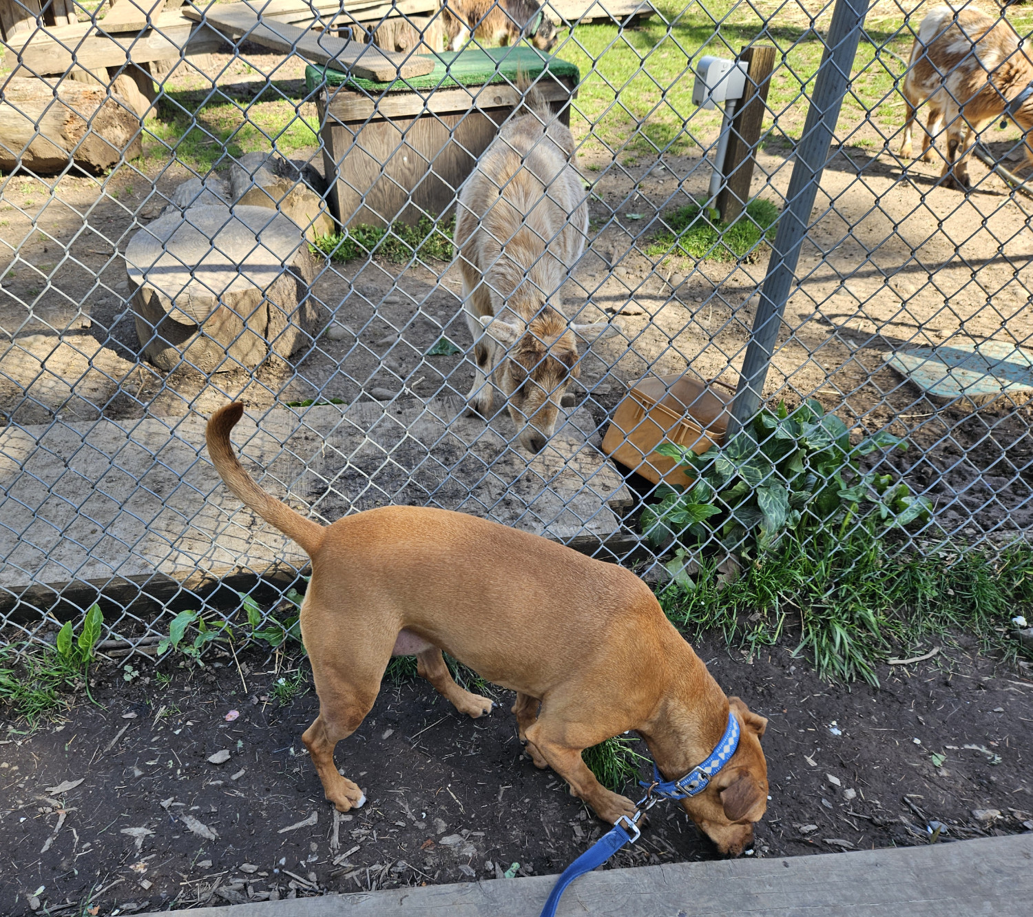 Barley, a dog, snuffles at the edge of the goat enclosure. A goat, for once, seems interested!