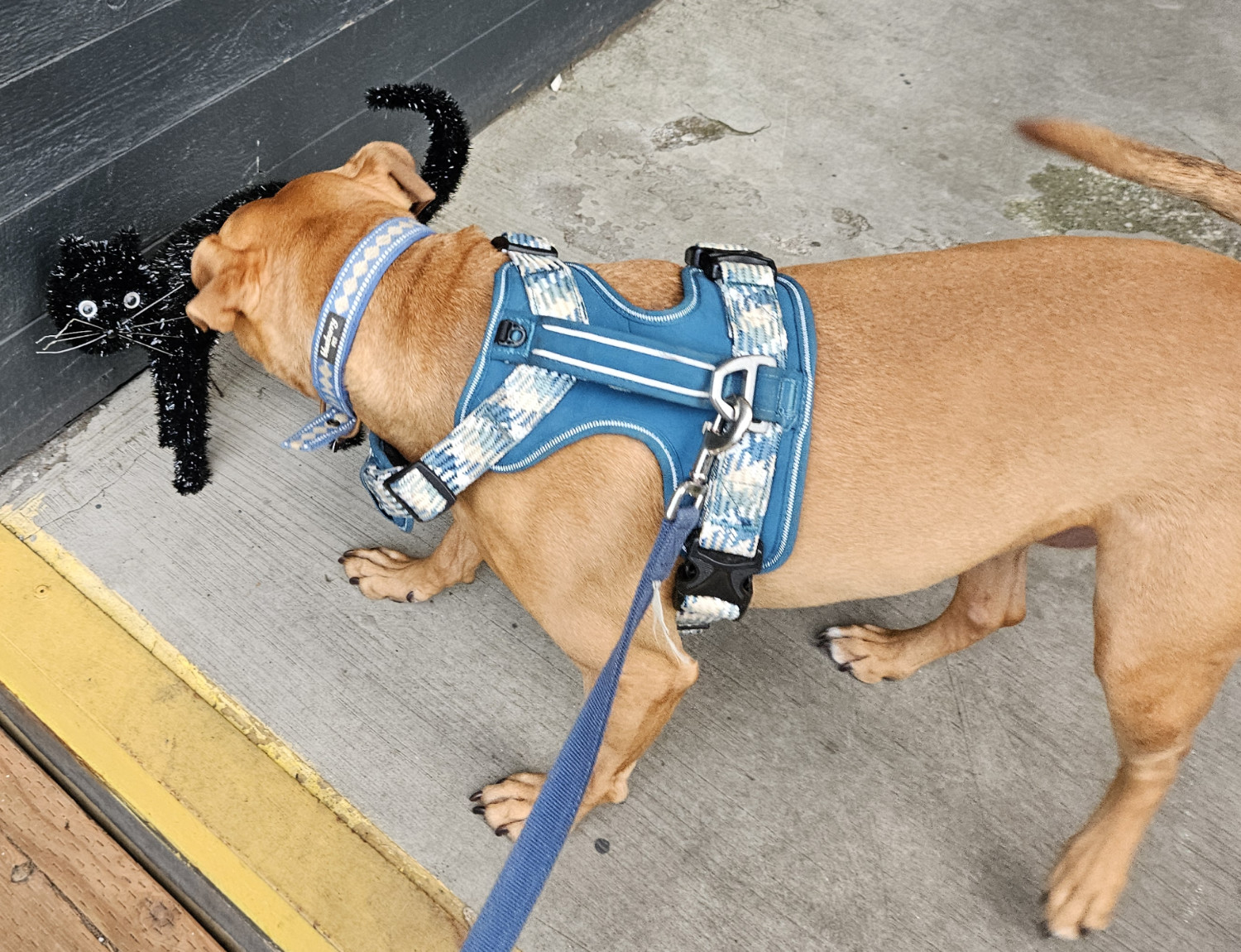 Barley, a dog, sniffs intently at a crude facsimile of a cat made from wire, googly eyes, and thick black pipe cleaners.