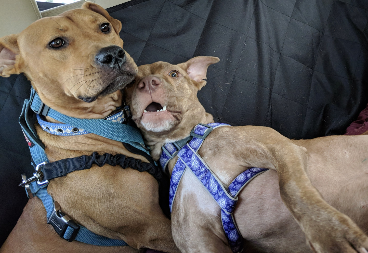 Juniper, a dog, sprawls awkwardly against Barley, another dog, as the two ride in the back seat of a car.