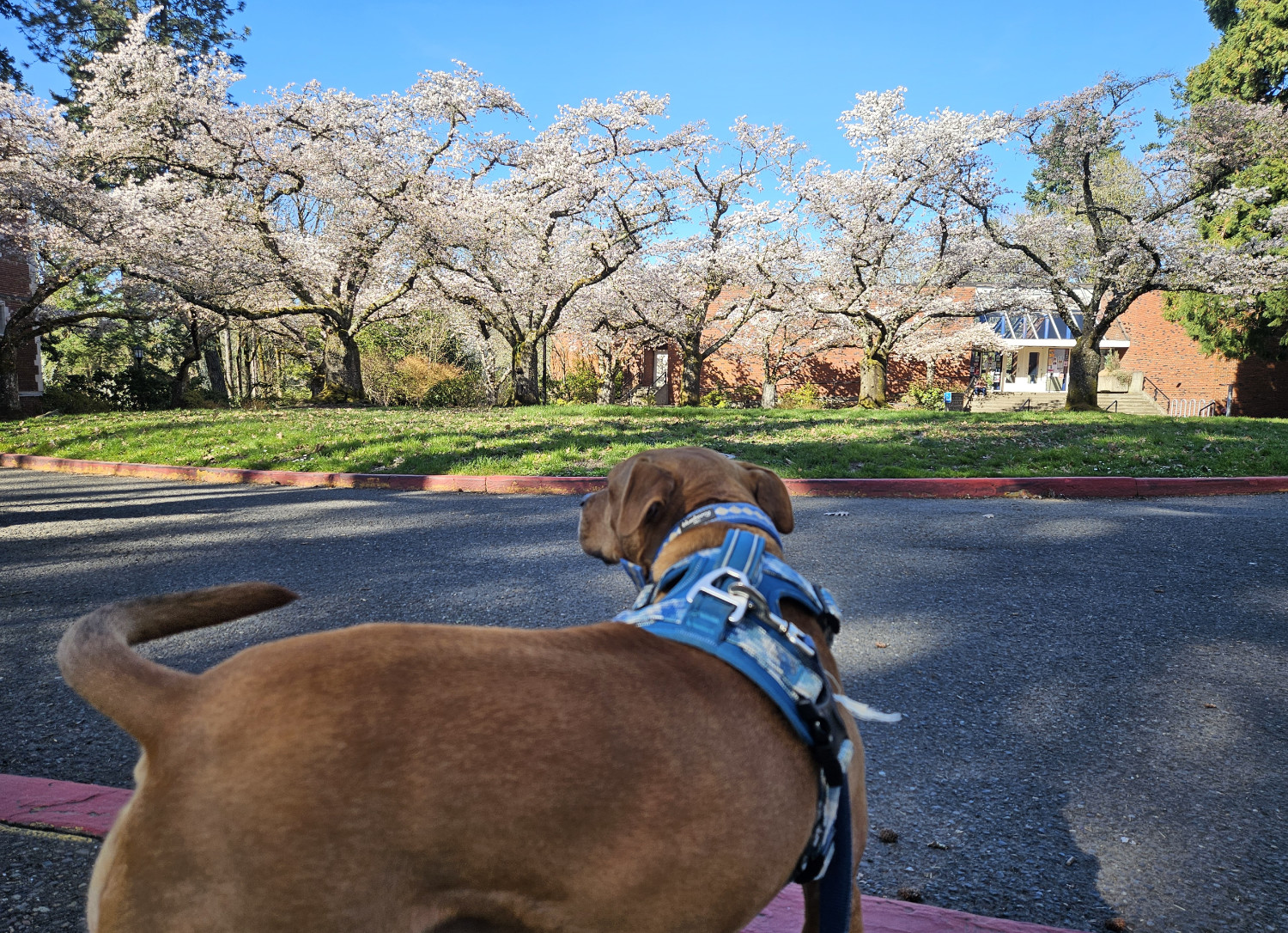 Barley, a dog, stands near some flowering cherry blossoms. They hold no particular appeal to her.