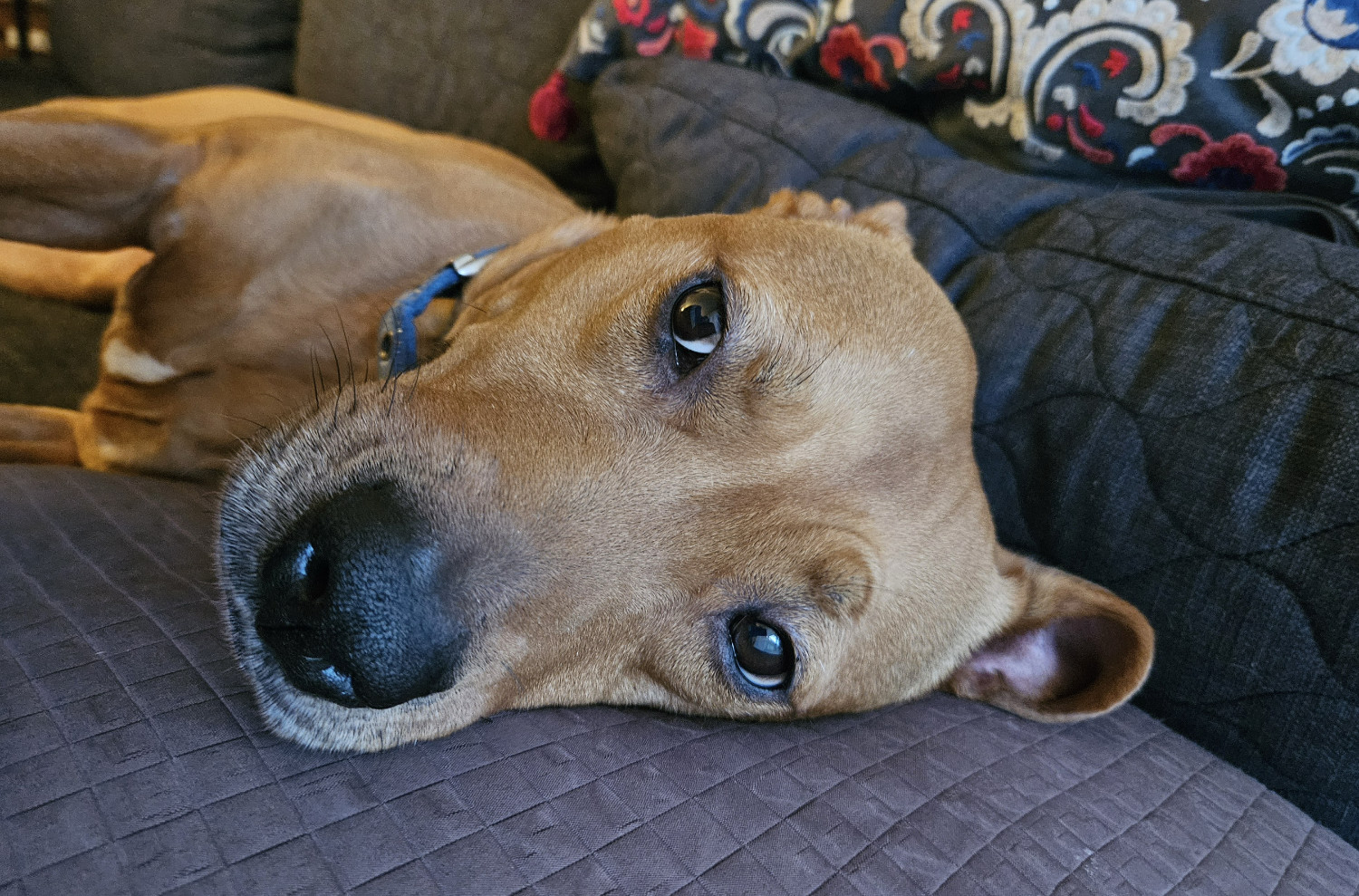 Barley, a dog, photographed up close while lying on her side on a futon.