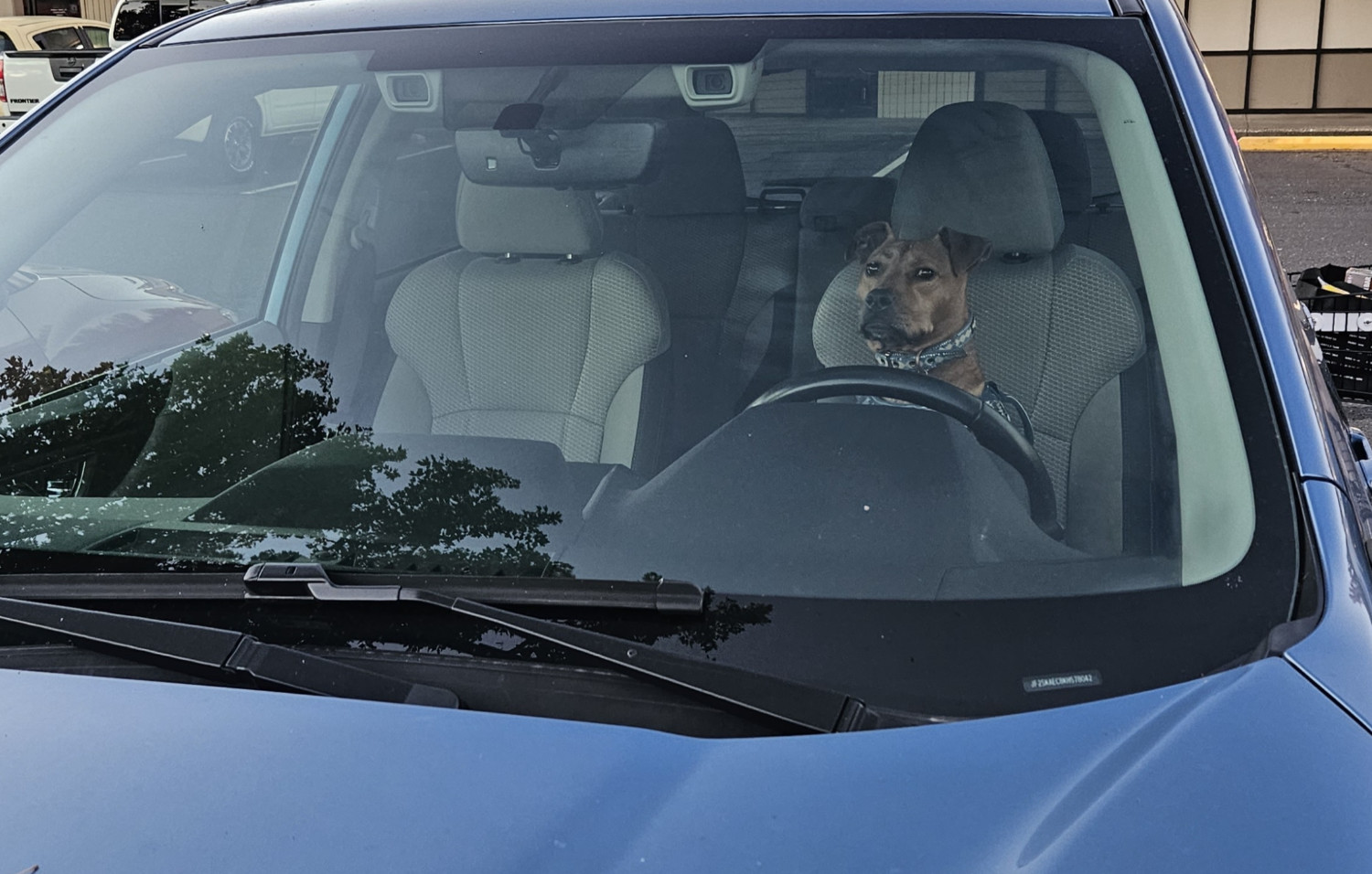 Barley, a dog, sits in the driver's seat, as seen through the windshield! She can drive!