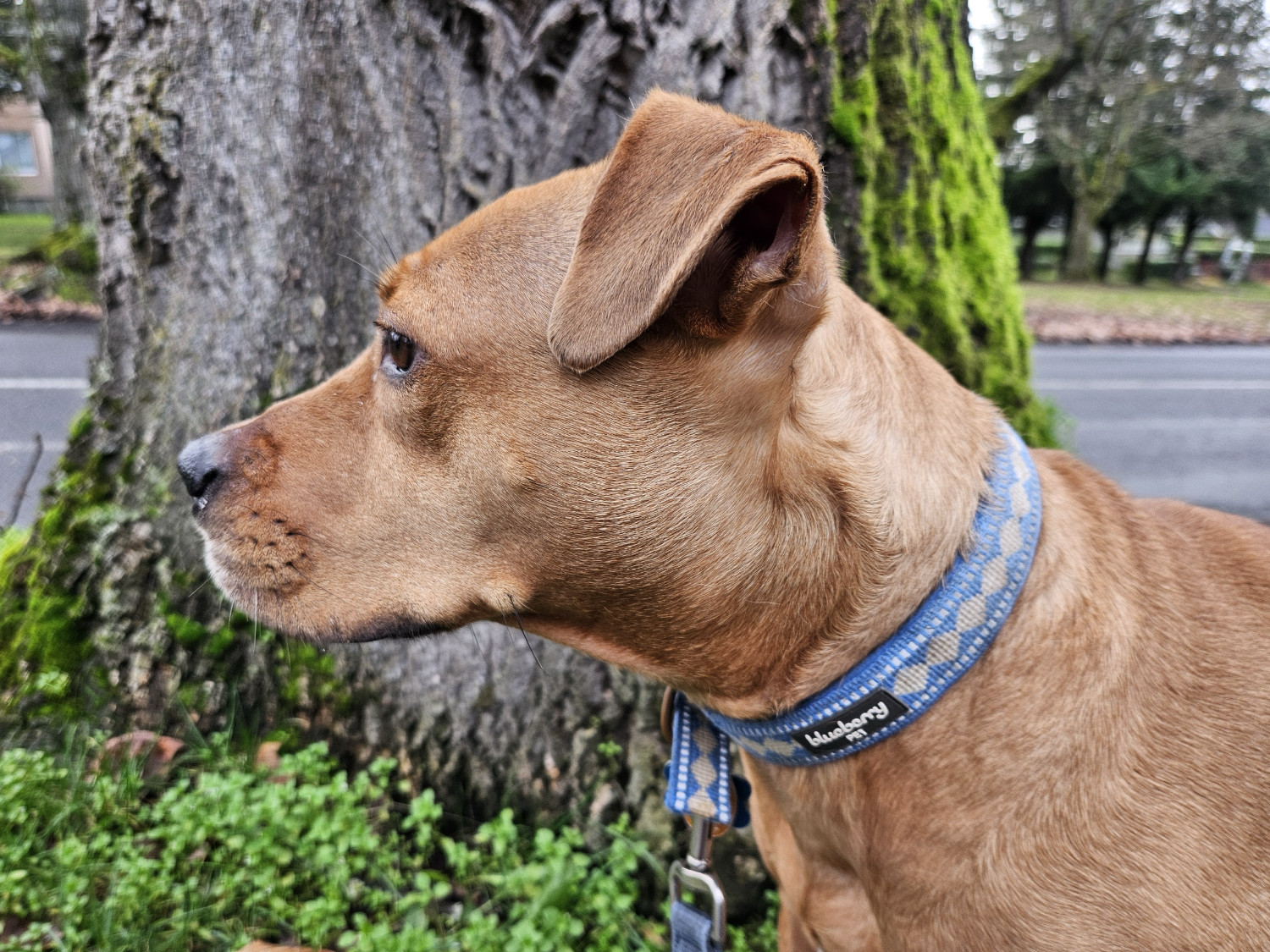 Barley, a dog, view up close in profile, with a mossy tree as a backdrop.