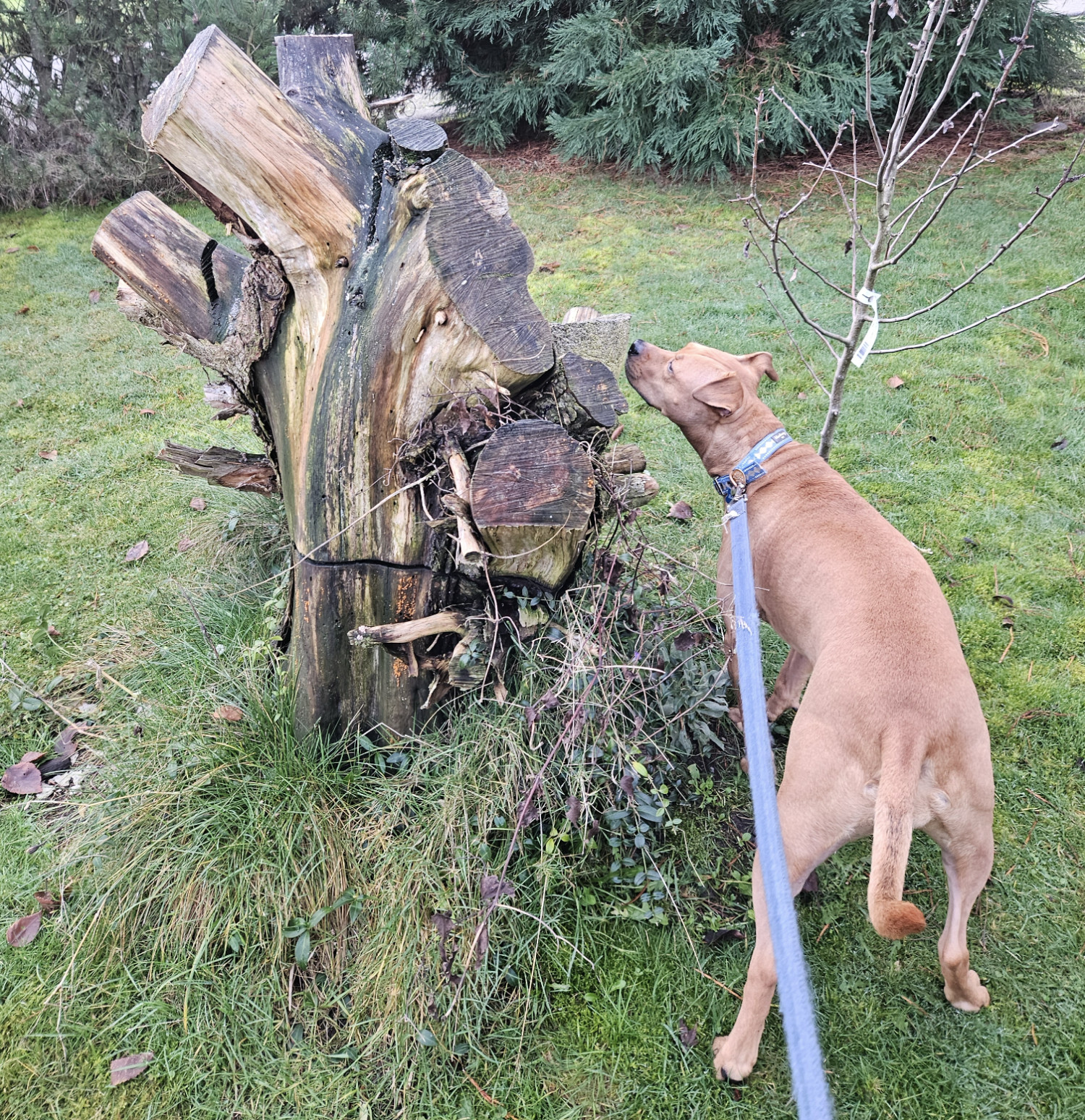 Barley, a dog, sniffs at a bulky, chainsaw-hacked tree stump. If one looks closely, one can see that Barley is sniffing a concrete birdbath nestled amid the stump's lumpy form, mostly occluded from the camera's view.