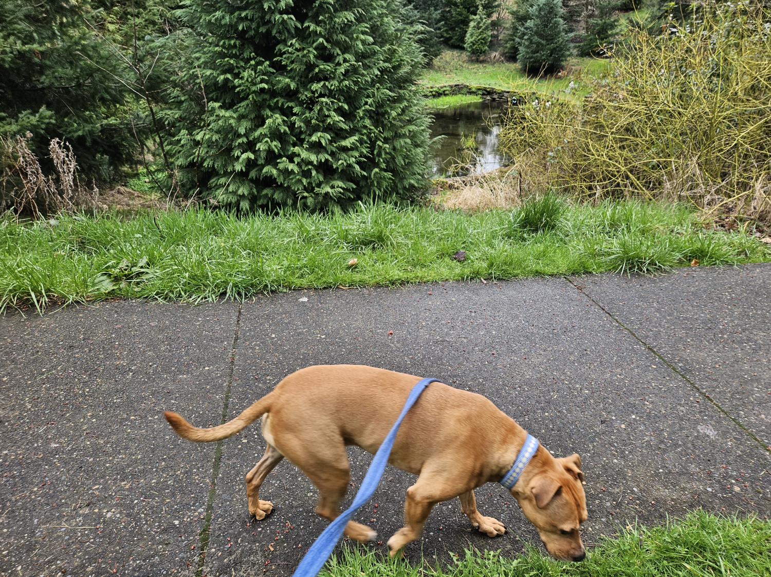 Barley, a dog, sniffs along the fringe of a concrete footpath. Just past her in frame, beside the path, is a body of standing water.