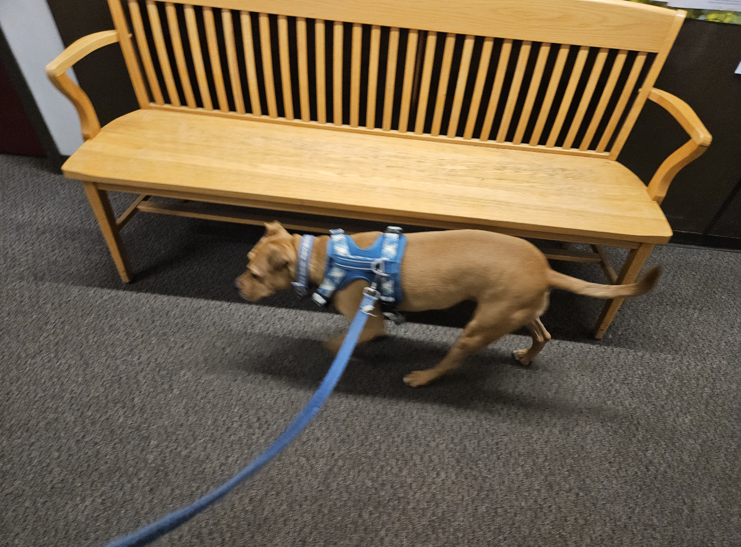 Barley, a dog, speeds past a bench without giving it a second glance.