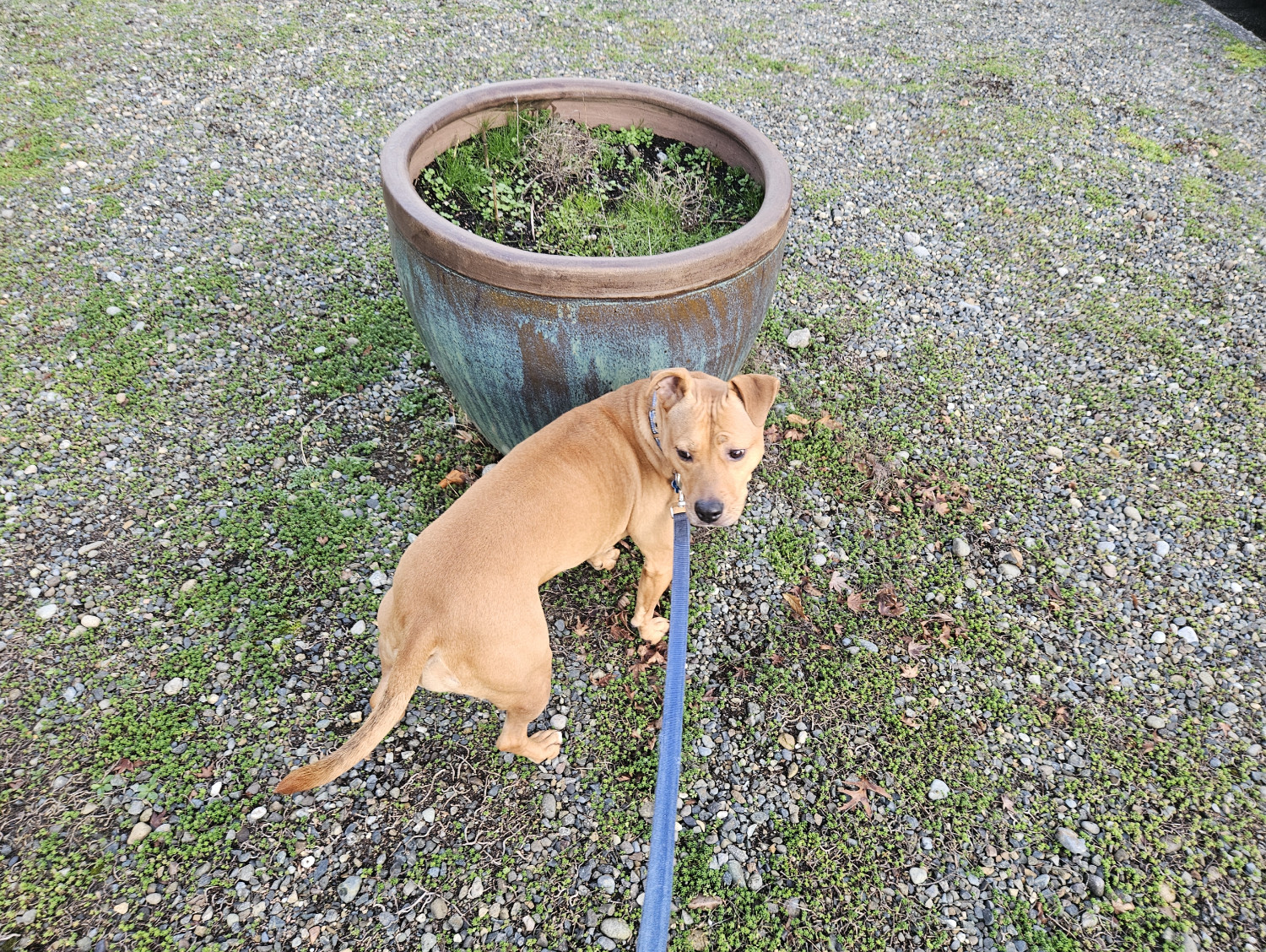 Barley, a dog, stands amid a mostly empty expanse of gravel small rocks, and very short greenery, only to be dwarfed by a decorative pot large enough that she could curl up inside it.