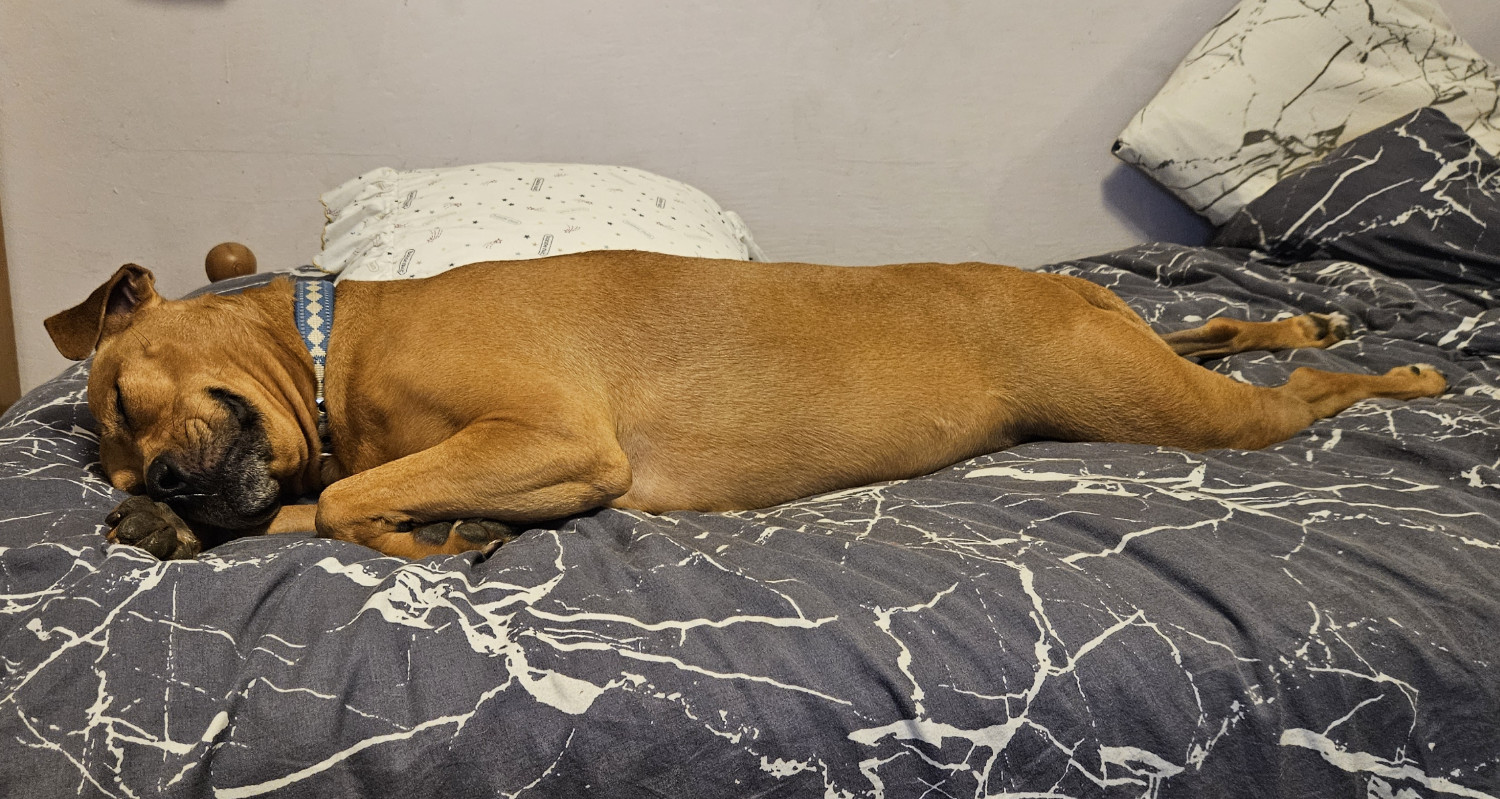 Barley, a dog, sleeps on her belly with her head turned toward the camera, her snout resting on her paw as if she is striking a demure pose.