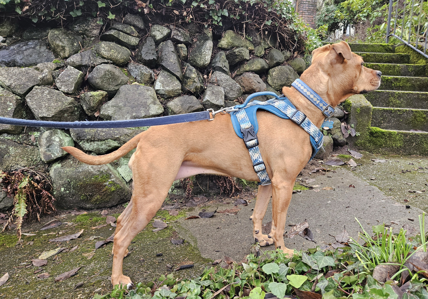 Barley, a dog, cuts a striking pose as she stands on a shallow uphill slope beside some mossy stairs.