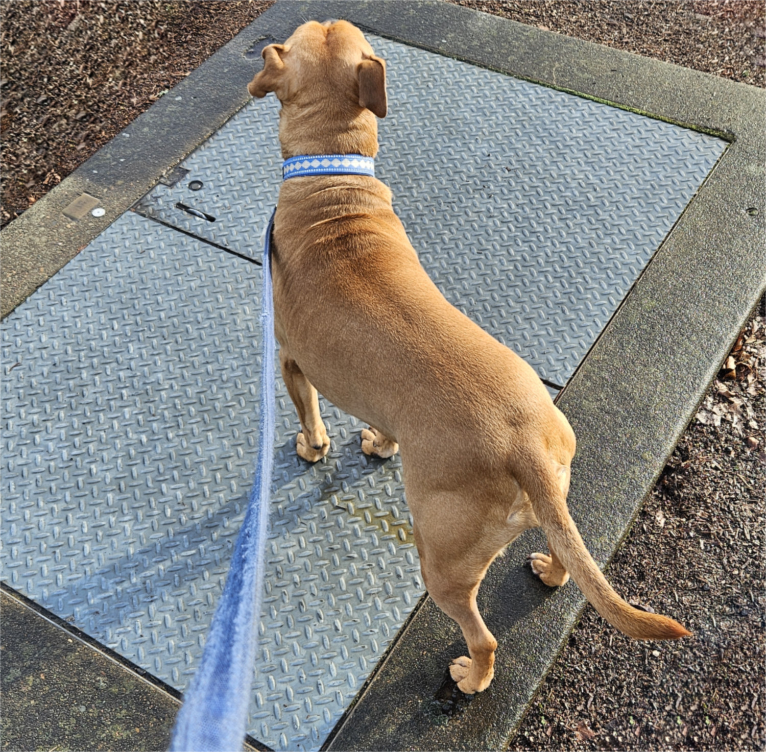 Barley, a dog, stands on a metal utility hatch, no doubt unaware that some secret lies beneath.