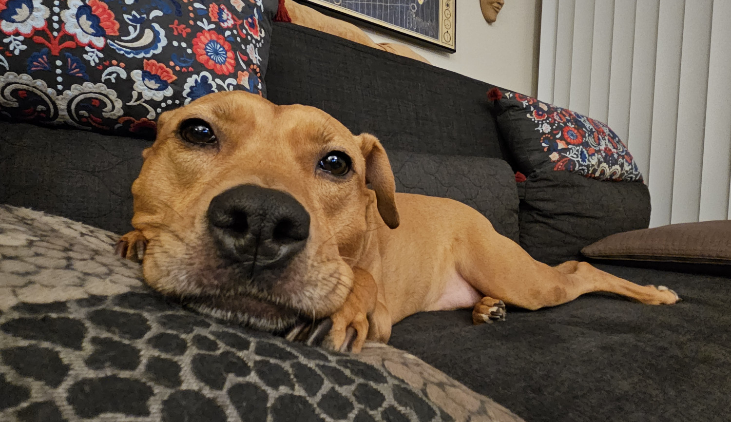 Barley, a dog, lounges on the futon, with paws tucked under her chin. The camera is close enough to her nose that it creates a fish-eye-lens effect, making her block-head seem even bigger than usual.