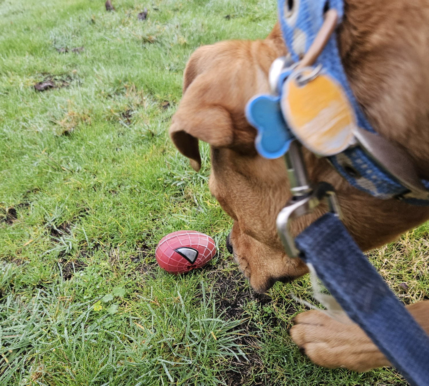 Barley, a dog, closely inspects the plastic head of a Spider-Man action figure, lying by itself on some grass with no body in sight.