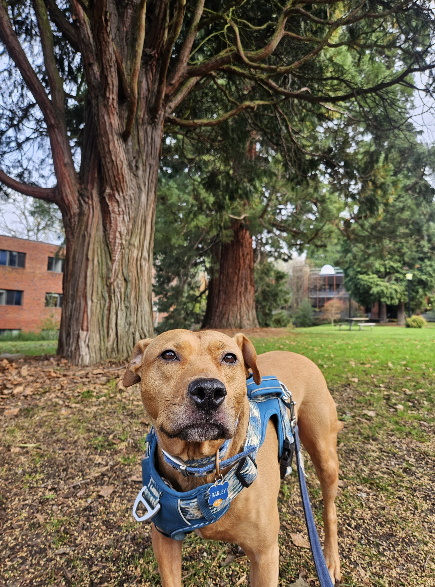 Barley, a dog, stands in the lower center frame, with an incense cedar and a giant sequoia reaching their painterly trunks into the sky behind her.