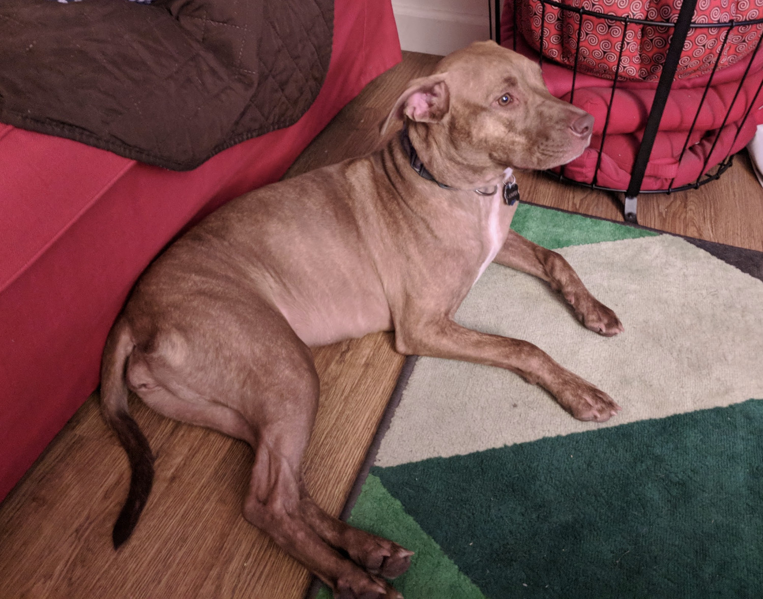 Juniper, a dog, lies on the floor beside a red sofa and looks at an offscreen television with rapt attention.