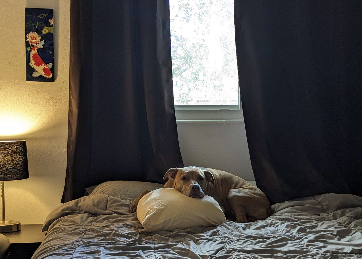 Juniper, a dog, rests her head on a very firm and lofty pillow while relaxing on the guest bed.