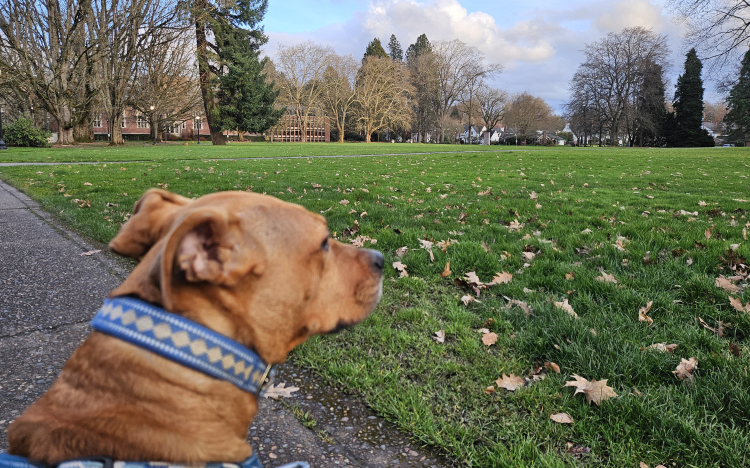 Barley, a dog, peers out across a grassy field, lined in the distance by buildings and tall trees.