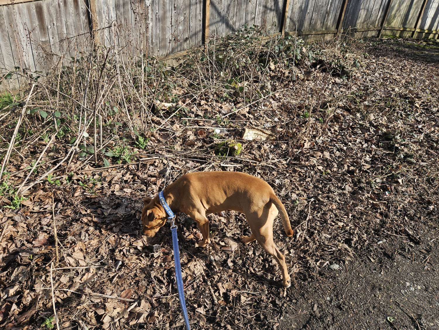 Barley, a dog, sniffs about among the dead leaves and branches beside a foot path.