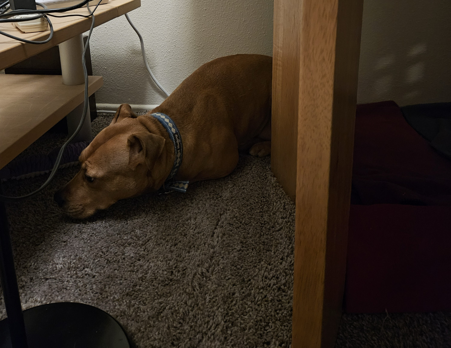 Barley, a dog, makes herself as small as she can as she crouches behind a piece of furniture, nervous on account of distant thunder.