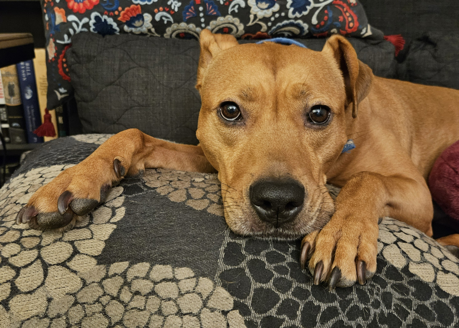 Barley, a dog seen from up close, sprawls luxuriously on a big cushion, paws forward, and gazes with rapt attention into the camera.