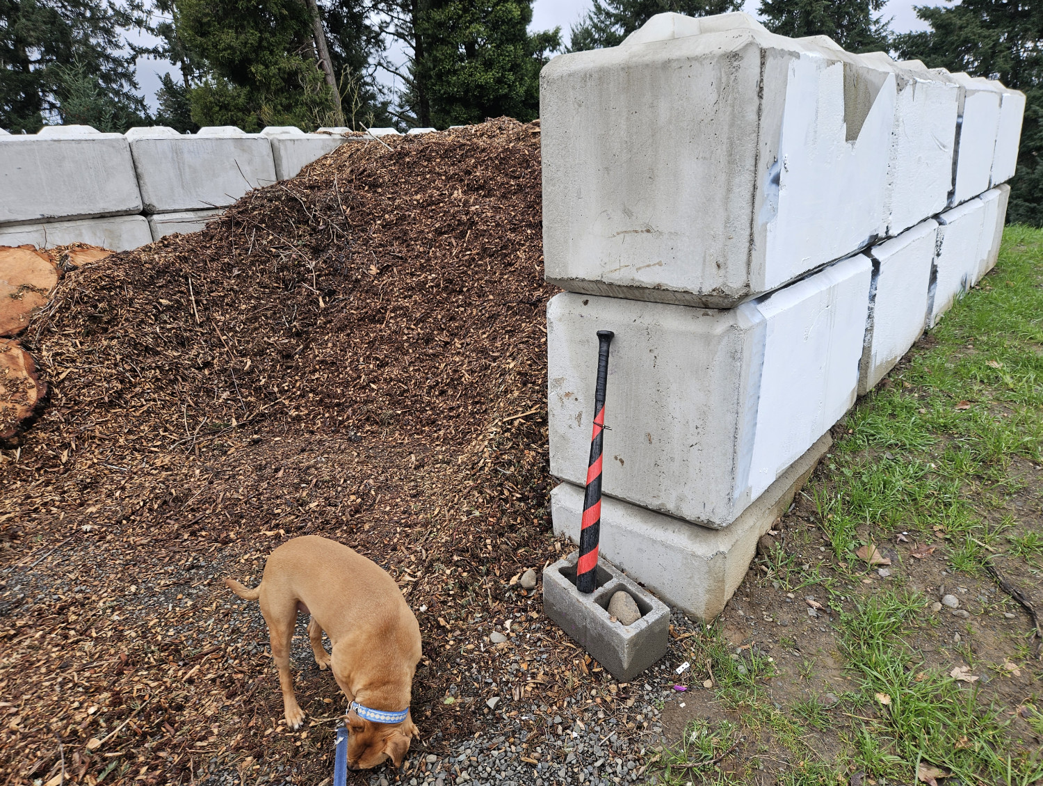 Barley, a dog, sniffs about at the base of a mulch pile enclosed by concrete interlocking blocks. A novelty baseball bat, painted black with a red spiral, leans conspicuously against the blocks.