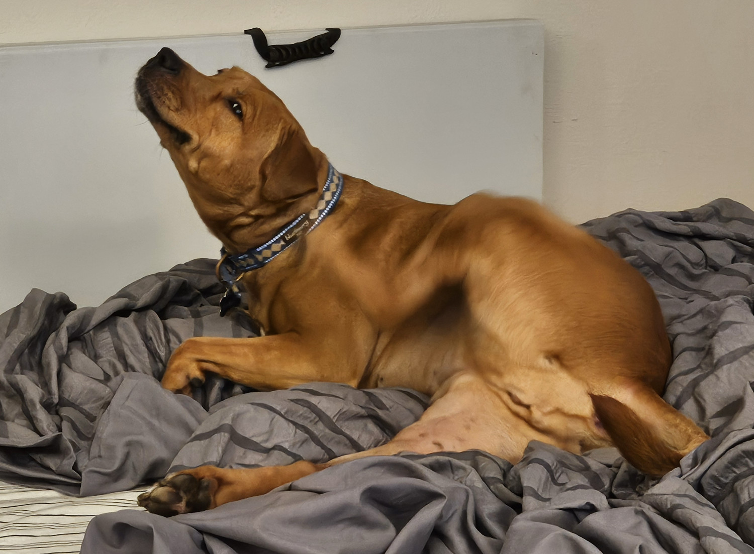 Barley, a dog, gives her ear a scratch with her hind leg, which is a blur of motion as she squints and grins in satisfaction.