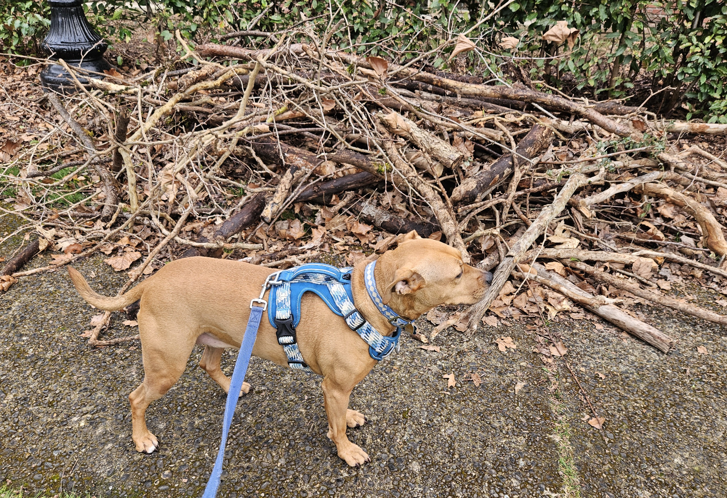 Barley, a dog, stands beside an accumulation of branches and other woodsy detritus.