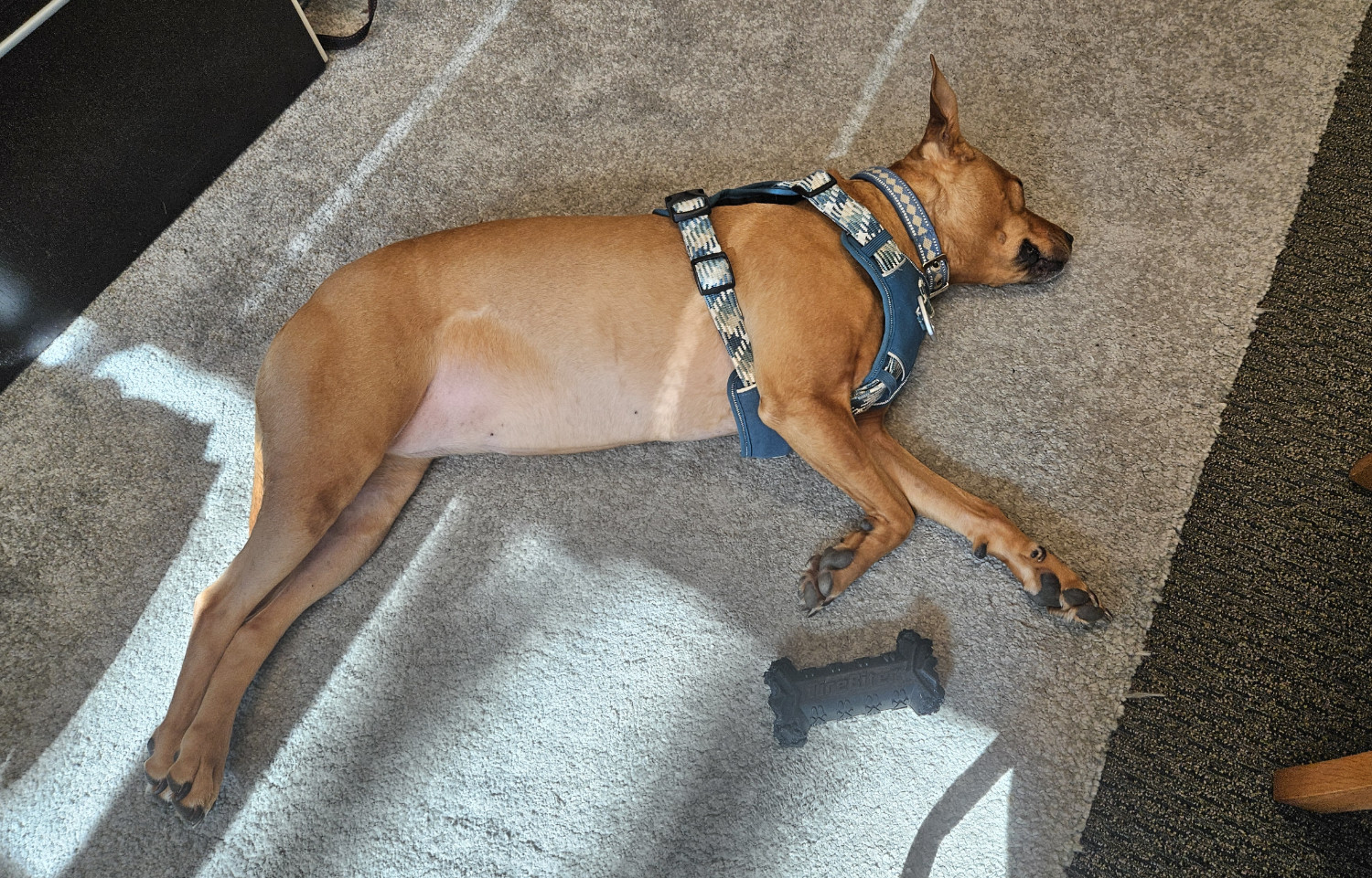 Barley, a dog, sprawls lazily on her side, snoozing, awaiting the next visitor to the office.