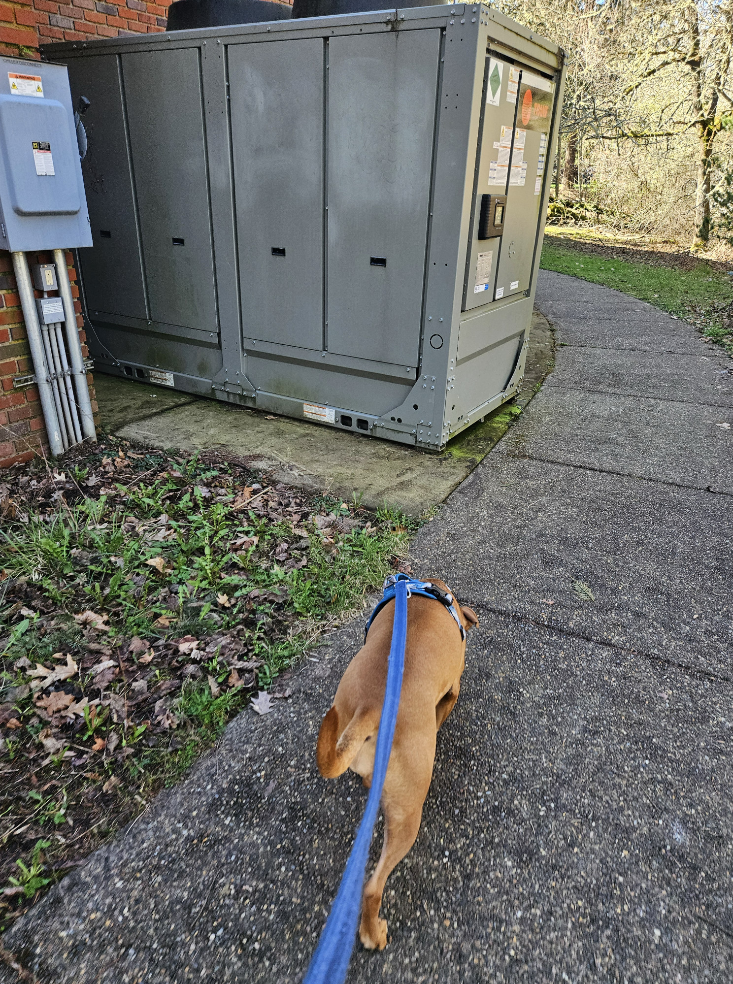 Barley, a dog, strolls past a huge compact emergency generator, oblivious to the ominous noises it is capable of making should the situation require it.