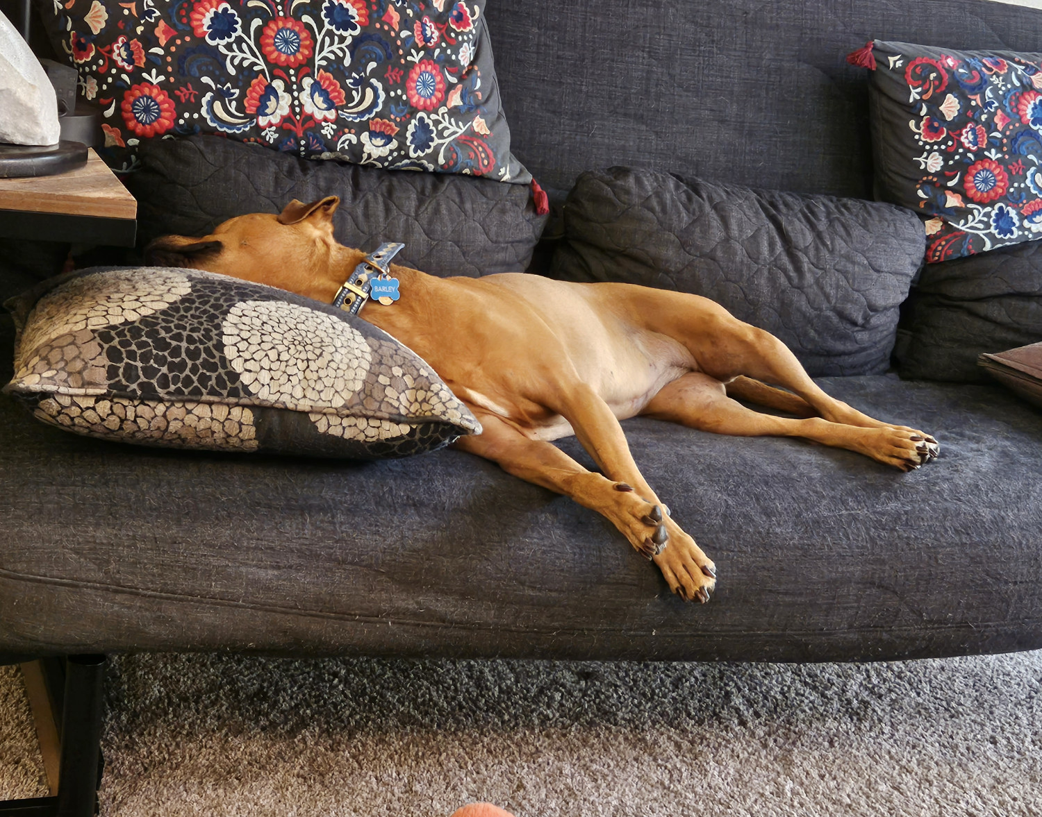 Barley, a dog, snoozes on the futon, lying on her side with her legs out and her head way back, as if she was making the sideways-dog version of a snow angel.