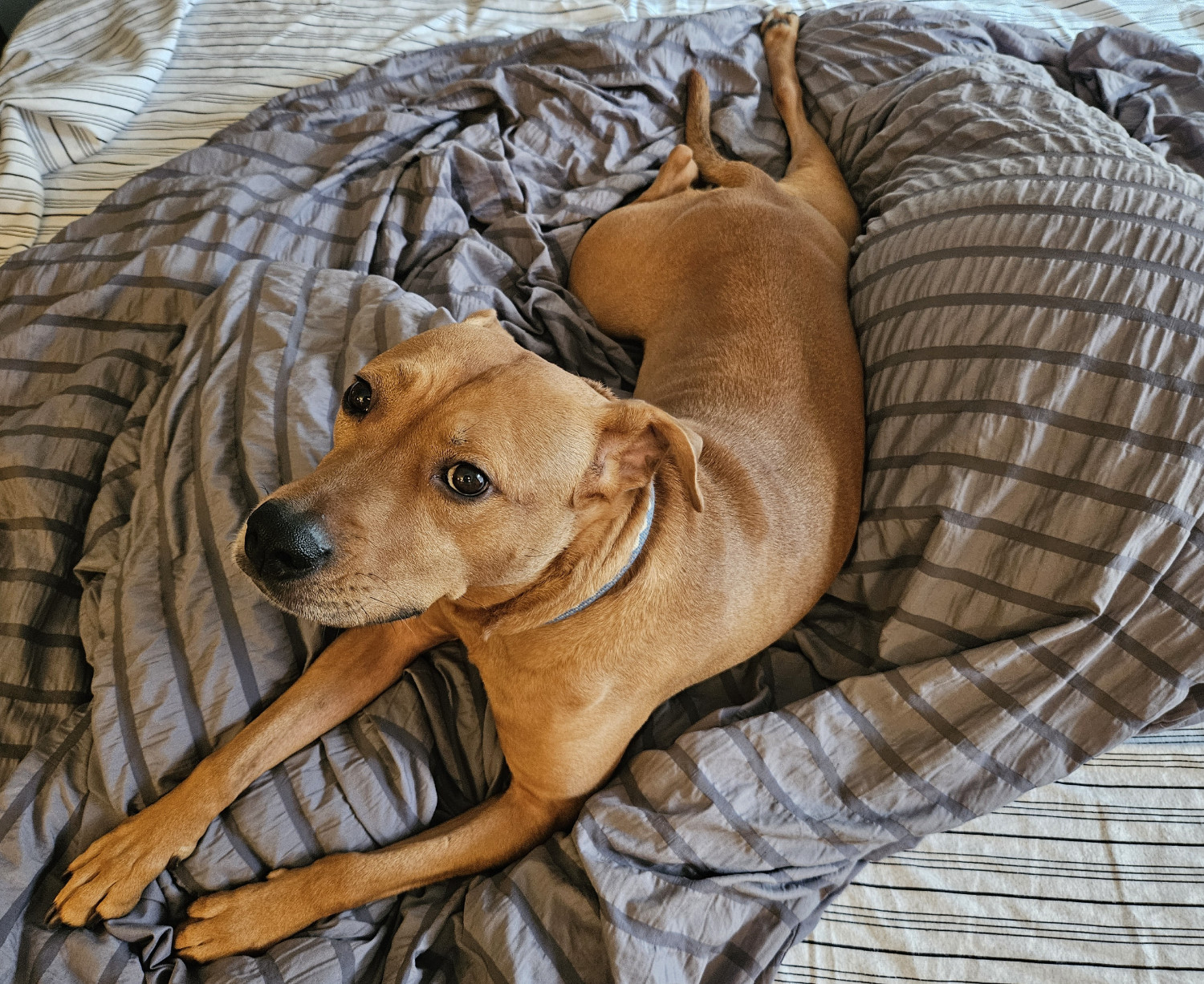 Barley, a dog, looks up from a comforter that she has heaped and wound into a soft little nest atop the bedspread.