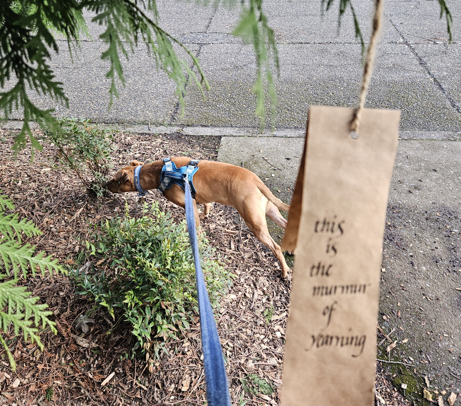 Barley, a dog, sniffs with great enthusiasm at a shrug. In the foreground, out of focus, a scrap of brown paper hangs from a tree that reads, "this is the murmur of yearning" in black calligraphy.