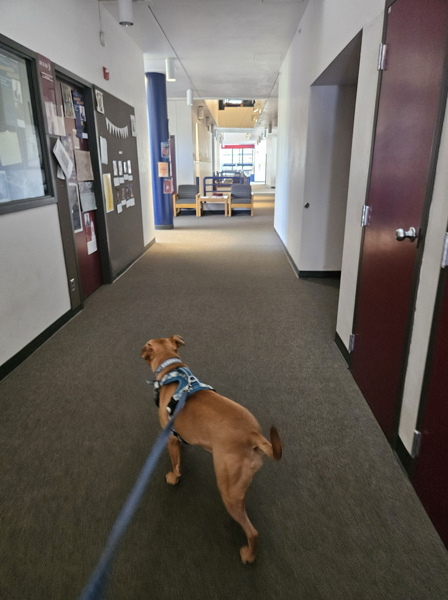 Barley, a dog, advances down a college hallway lit mostly by sunlight, without any evident signs of human activity.