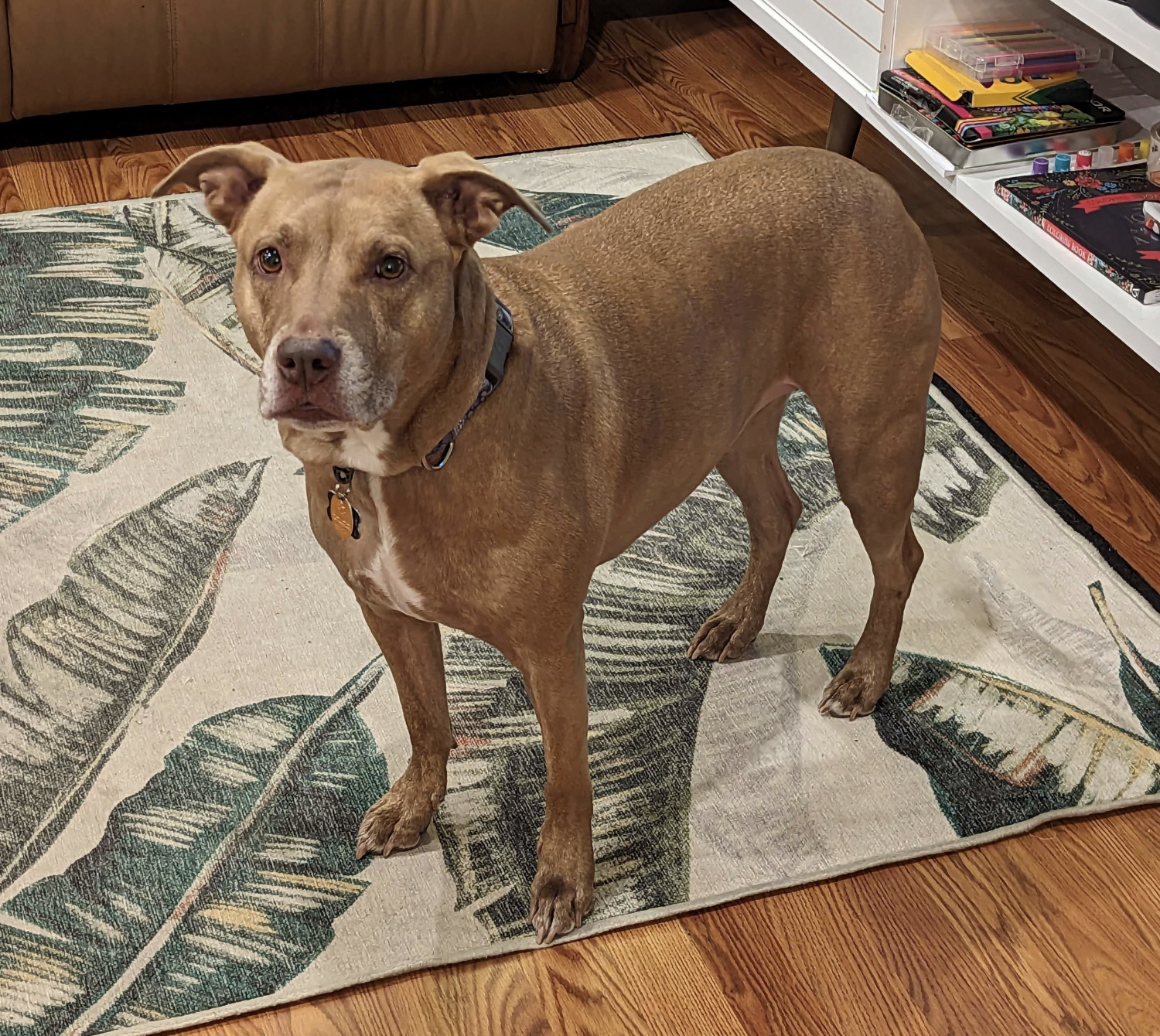 Juniper, a dog, stands on a carpet and calmly examines the photographer.