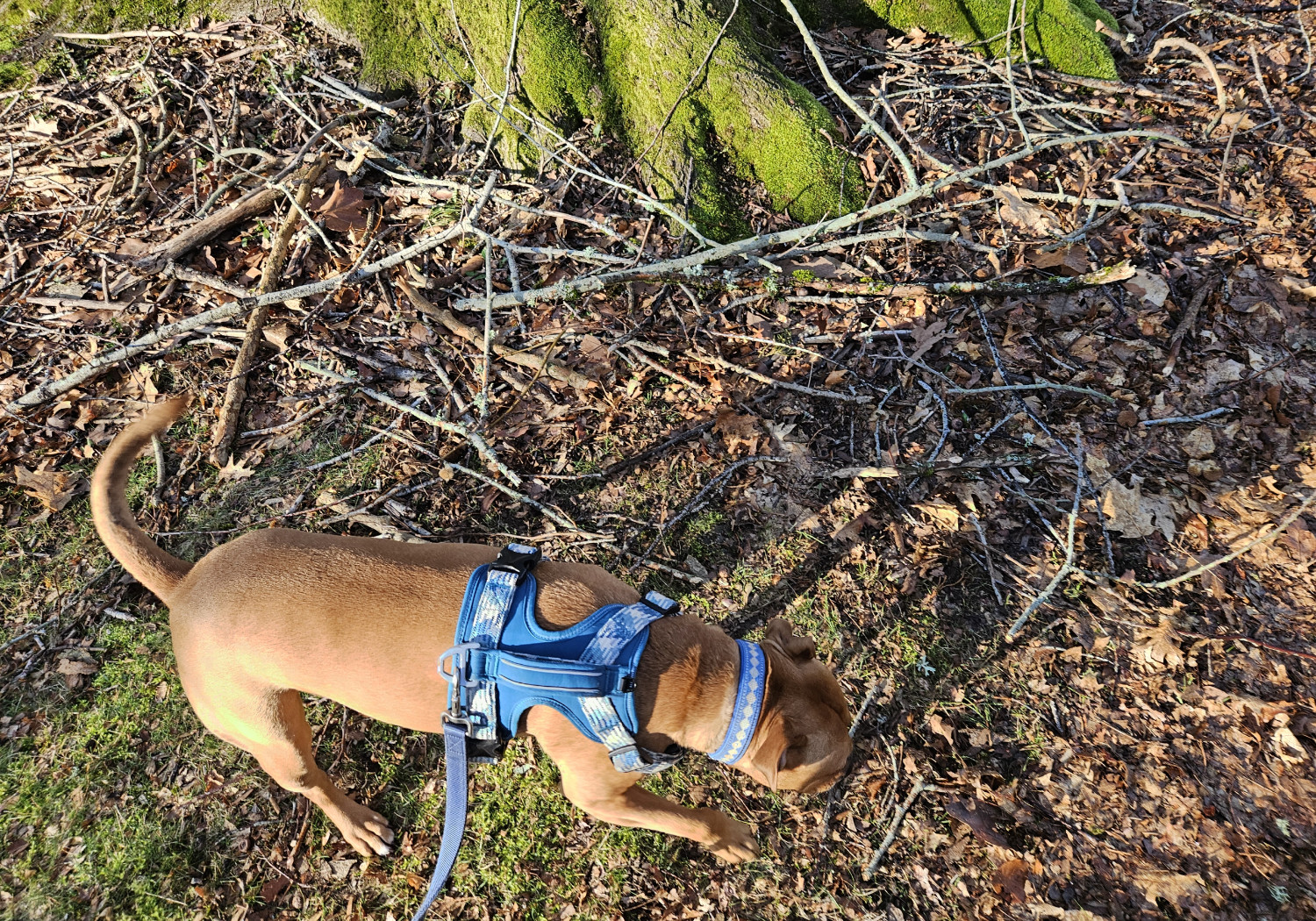 Barley, a dog, sniffs about near a tree trunk, where a wide assortment of branches have clustered.