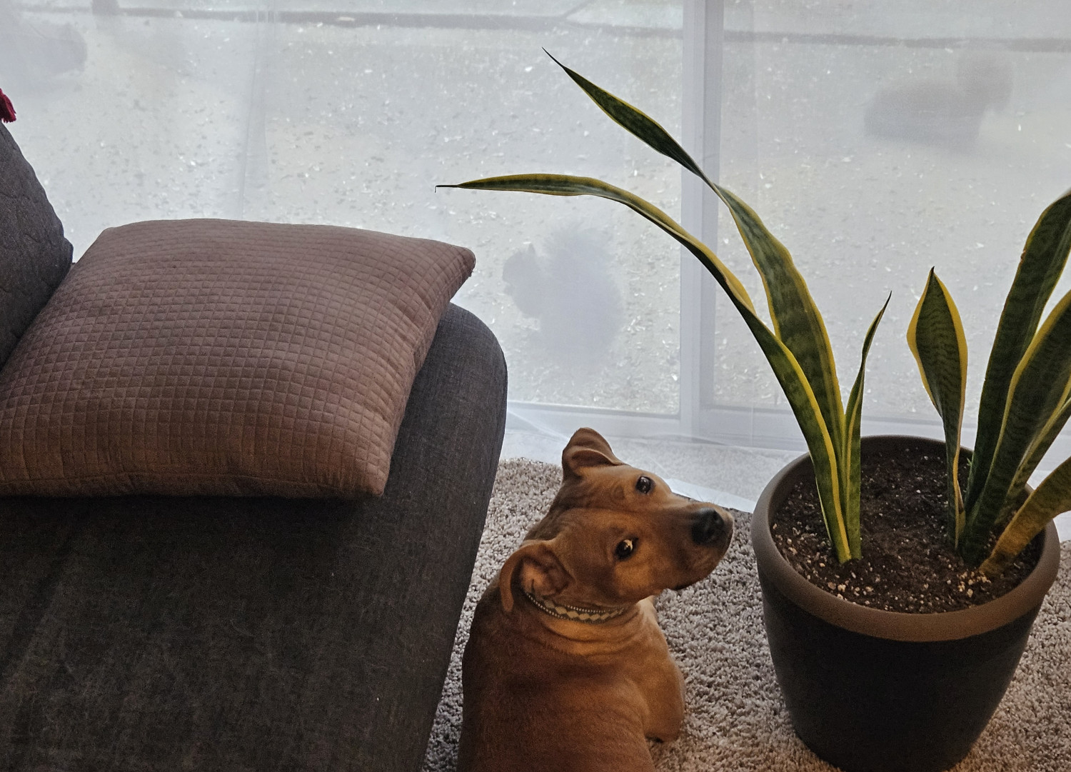 Barley, a dog, takes a break from scrutinizing the squirrels gathered on just the other side of the curtains and glances back at the camera.