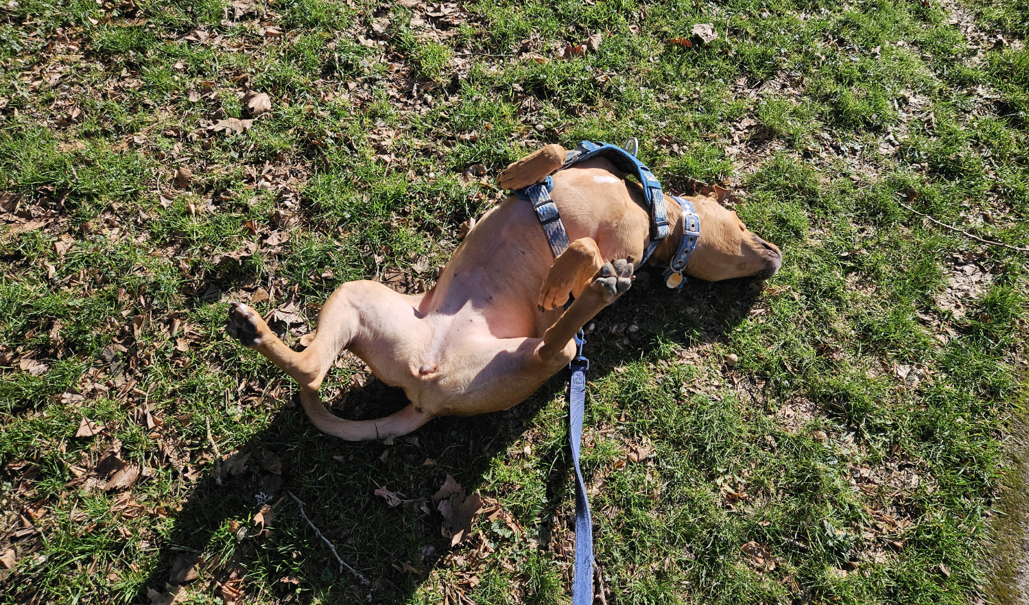 Barley, a dog, is on her back, wigglin' up a storm in the grass in a sunny day.