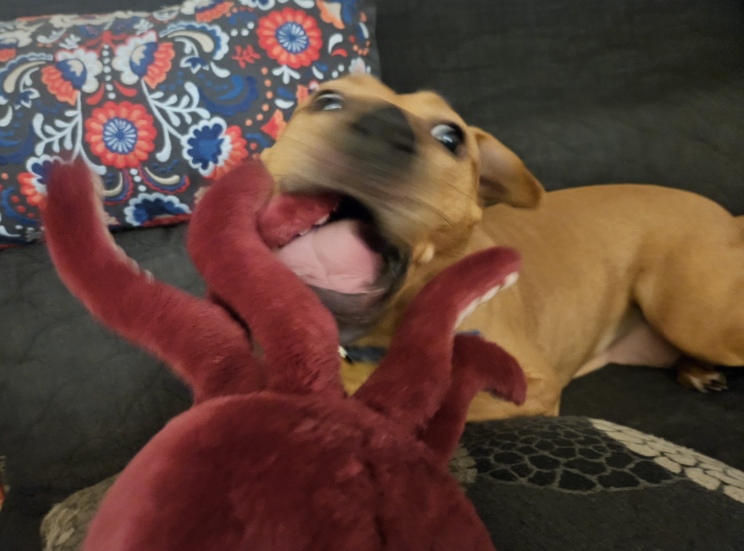 Barley, a dog, battles valiantly with a giant octopus as it emerges from beneath the frame!