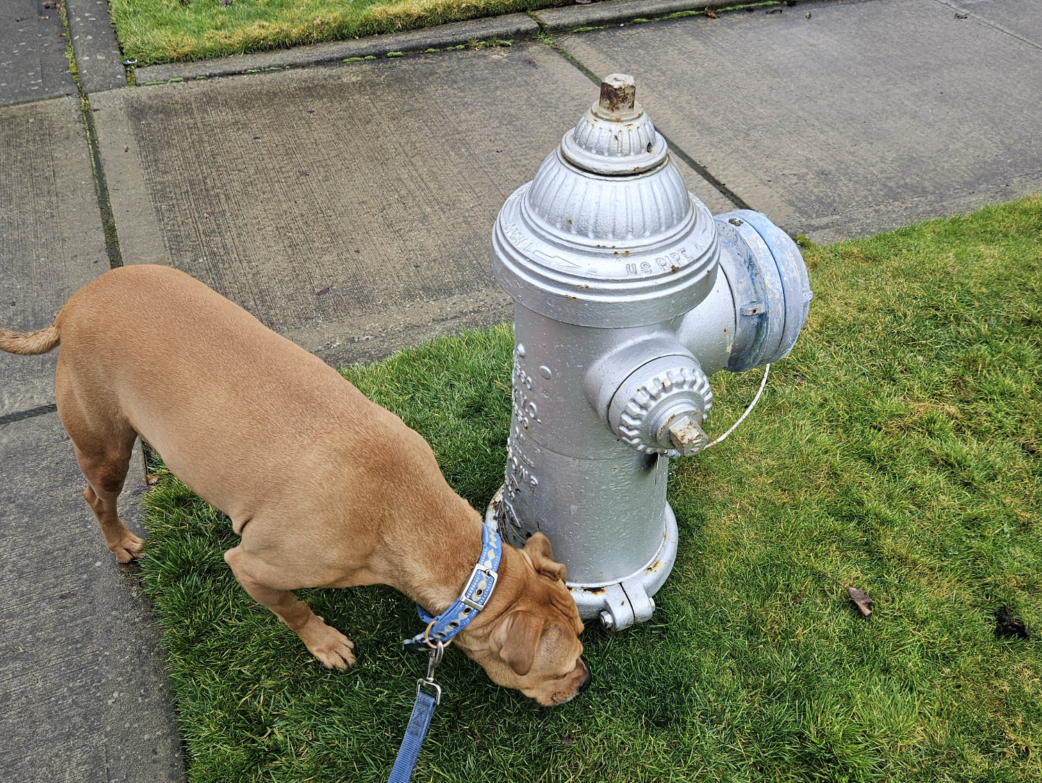 Barley, a dog, sniffs a fire hydrant, obviously pandering to the most reductive stereotypes.