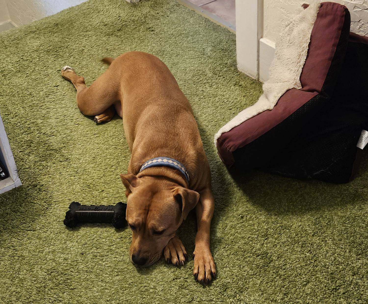 Barley, a dog, lies on the ground, seeming forlorn, beside her dog bed in a heap.