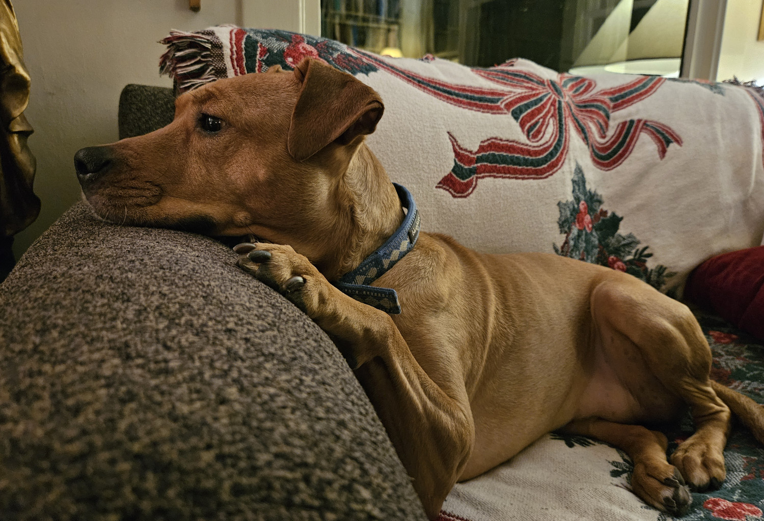 Barley, a dog, rests her head expectantly on the arm of a sofa, with her hind legs curled up.