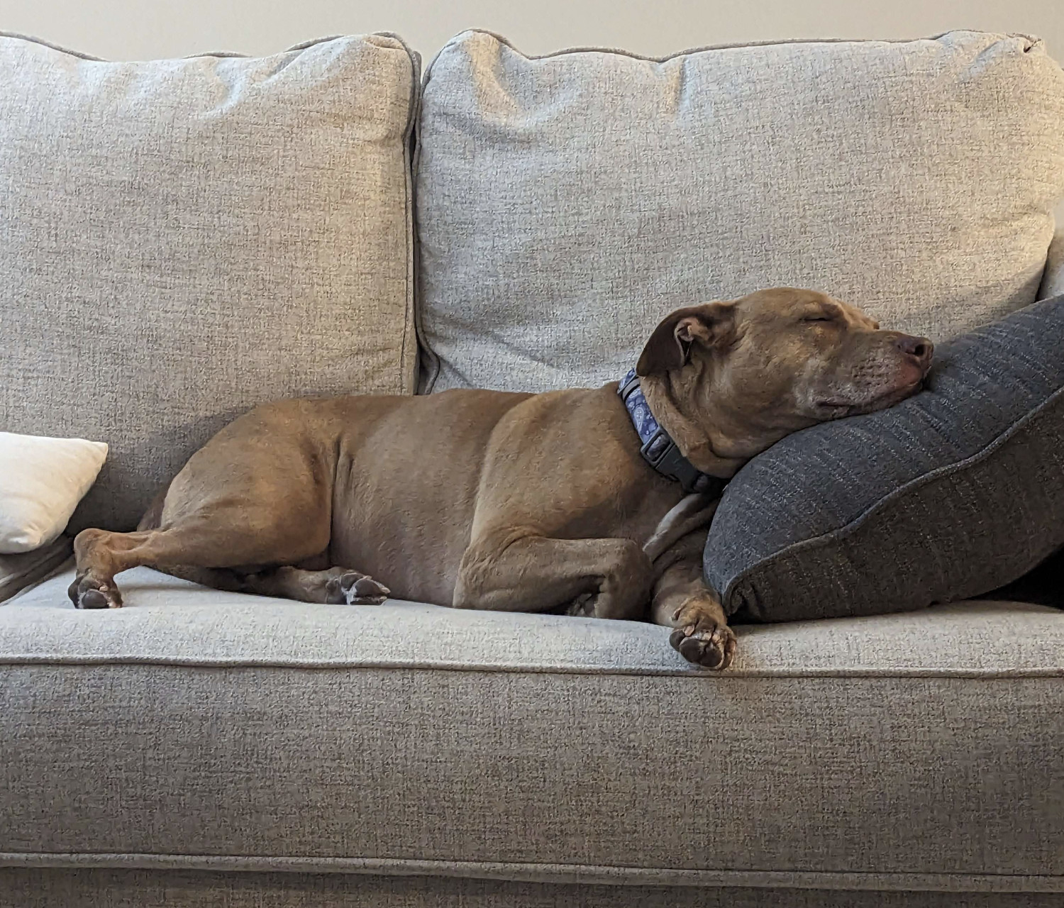 Juniper, a dog, snoozes on a nondescript sofa, her head resting on a dark gray pillow.