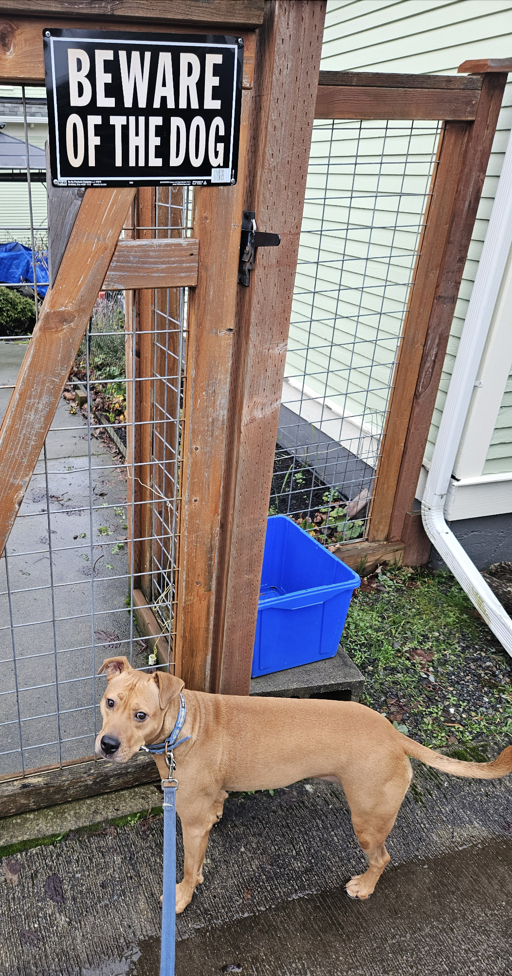 Barley, a dog, stands below a sign saying BEWARE OF DOG.