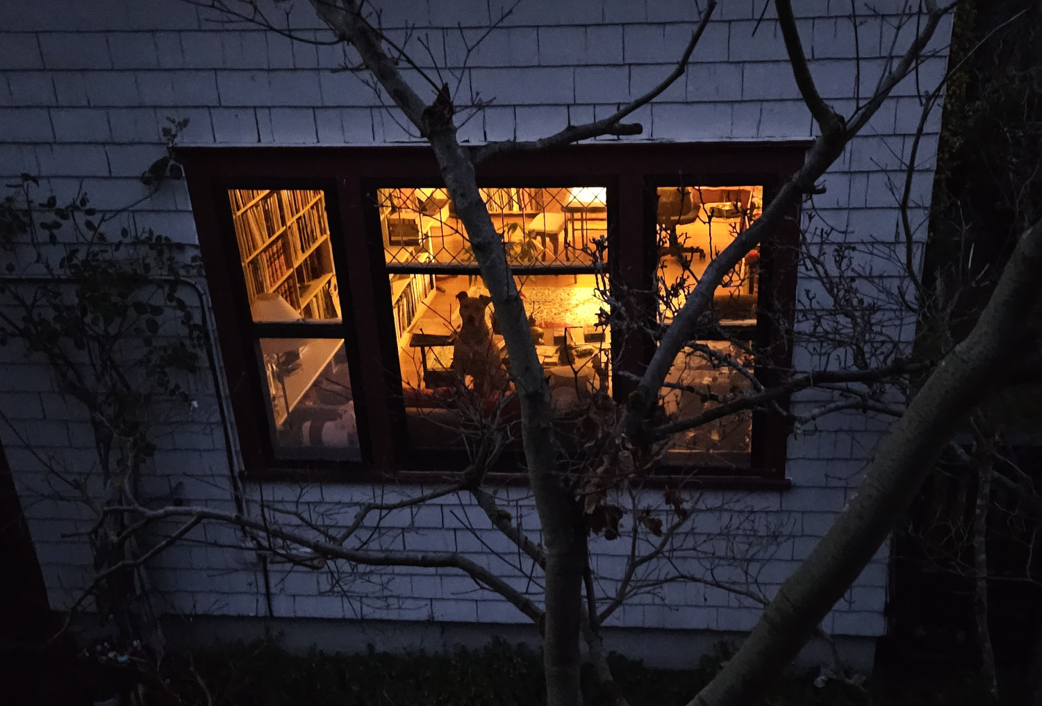 Barley, a dog, is a dark silhouette in the golden glow of a living room window.