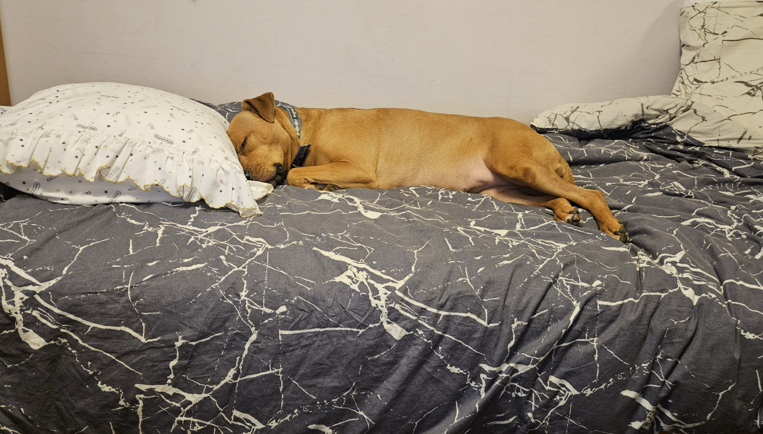 Barley, a dog, sleeps and dreams on a faux-marble bedspread, her head resting on a pillow wishing her a good night.