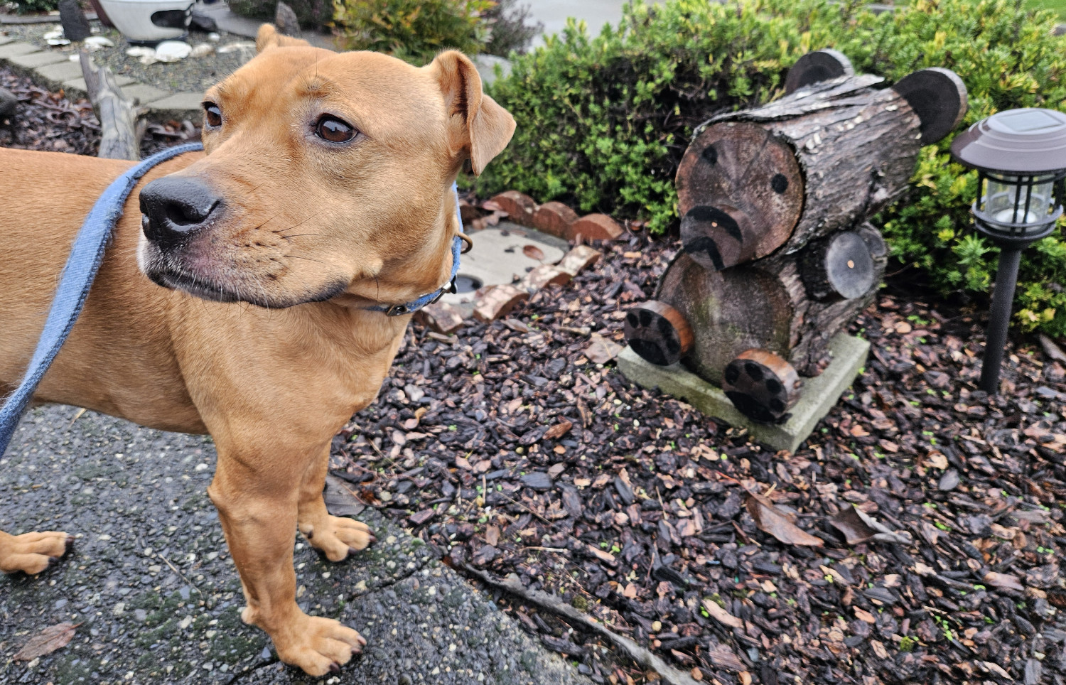 Barley, a dog, turns her head and looks in the same direction as a fairly abstracted sculpture of a bear(?) made from segments of bark-bearing wood.