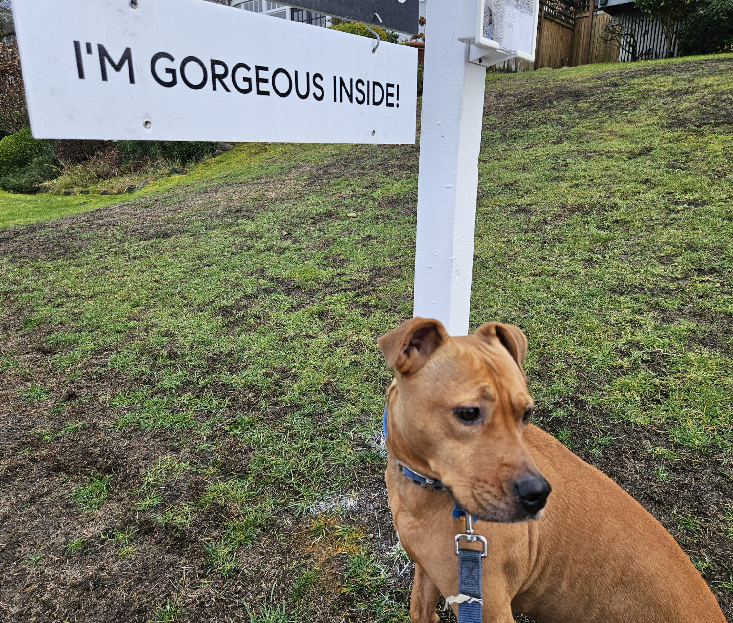 Barley, a dog, stands beneath a property-for-sale sign that says, "I'M GORGEOUS INSIDE!"