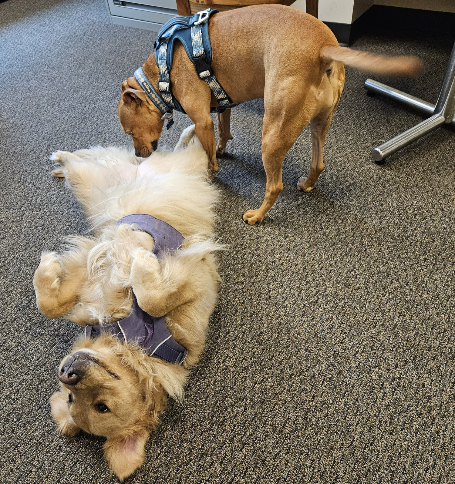 Barley, a dog, sniffs the nether regions of a golden retriever who is lying happily on her back.