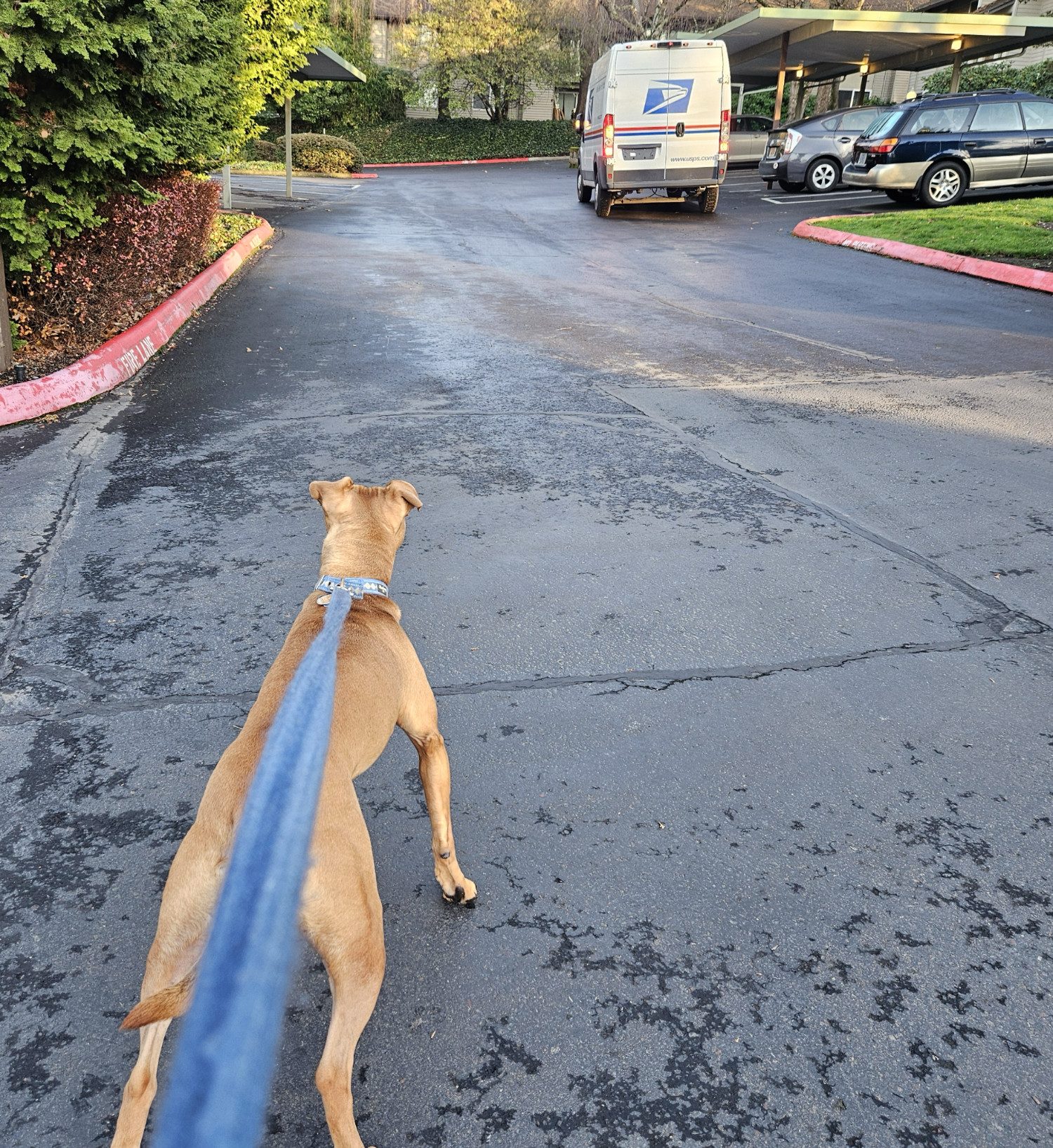 Barley, a dog, pulls excitedly on her leash in the hopes of approach postal truck down the road.