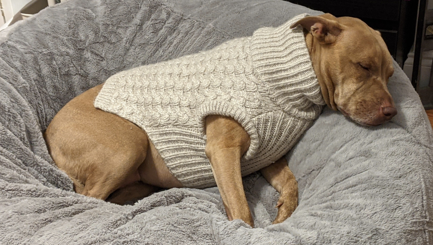 Juniper, a dog, sleeps on her comically large bed in a cable-knit sweater that clings to the contours of her body.