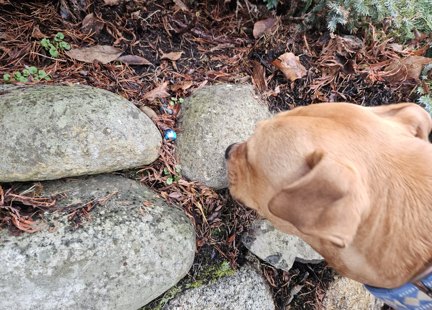 Barley, a dog, spots a shiny blue marble tucked among some stones.